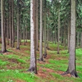 Bergbaulandschaft Hoher Forst Bergbaulandschaft Hoher Forst